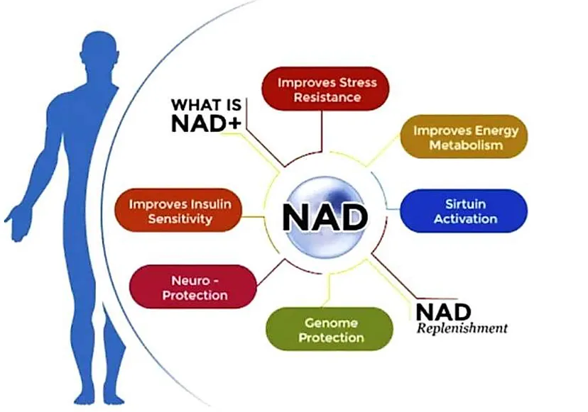 An infographic showing a few of the benefits of NAD+