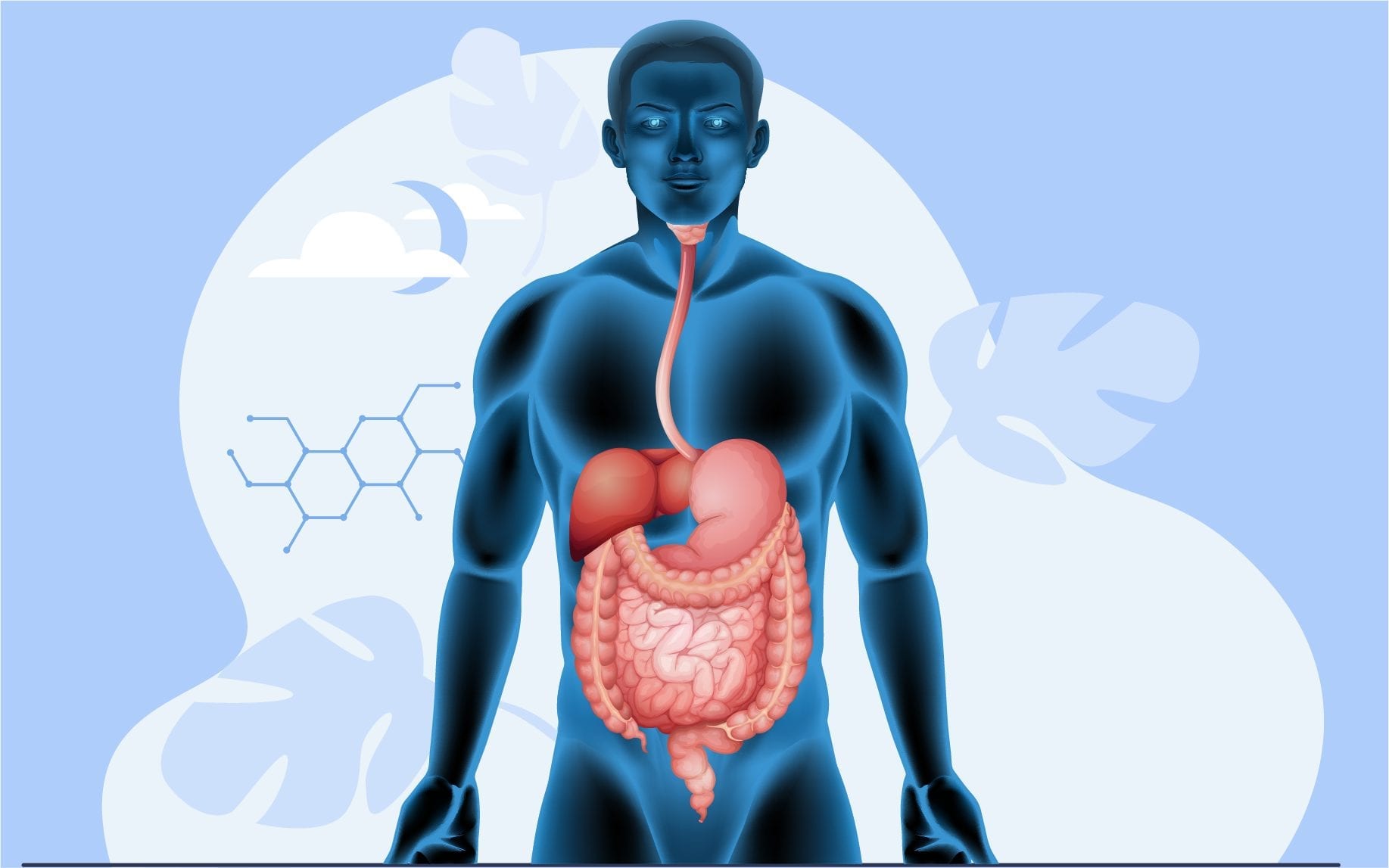 Infographic of digestive system