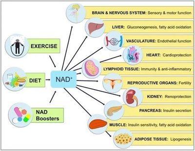 NAD+ and its advantages