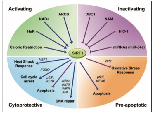 Pie chart describing how NAD+ is required o activate SIRTUIN