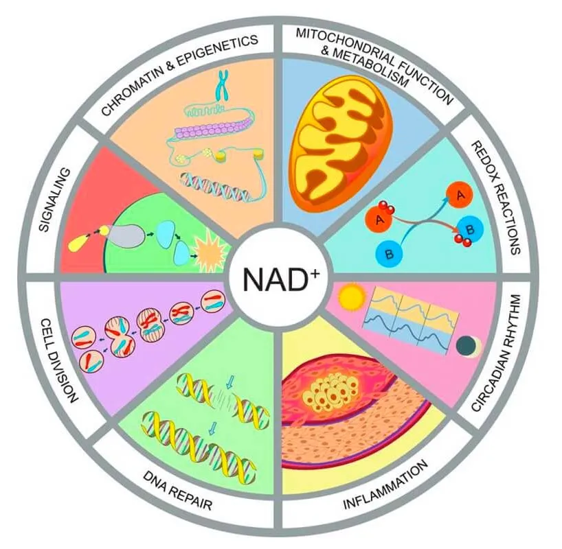 Second infographic showing additional benefits of NAD+