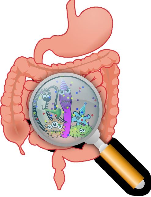 Stomach bugs are typically caused by viruses or foodborne bacteria